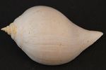 Schnecke_Nr PB01